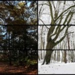 David Hockney dipinge una primavera di 52 quadri utilizzando l’iPad