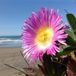 Diamo uno sguardo alle foto e ai video realizzati con il nuovo iPad