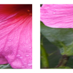 Apple inserisce immagini ad alta definizione sul proprio sito