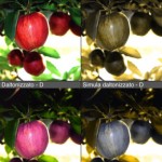 Disponbiile iDaltonizer, l’app pensata per le persone daltoniche