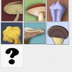 Grazie a Boletus saprai subito che fungo hai trovato