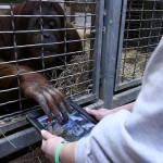 Allo zoo di Washington le scimmie usano l’iPad
