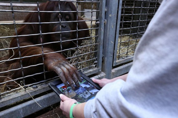 Allo zoo di Washington le scimmie usano l’iPad