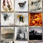 Portray: nuovi effetti per le tue foto