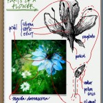 Evernote aggiorna Penultimate