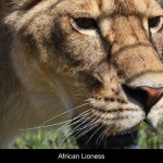 100 Animali dello Zoo: 3 codici redeem all’interno! [CODICI UTILIZZATI CORRETTAMENTE]