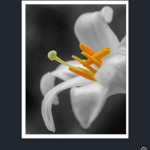 PhotoReady, un piccolo “Photoshop” per iPad