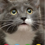 Il mio animale parlante: su iPad gli animali domestici prendono vita dalle foto