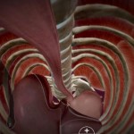 My Incredible Body, il corpo umano come non lo hai mai visto