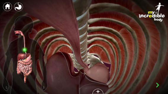 My Incredible Body, il corpo umano come non lo hai mai visto