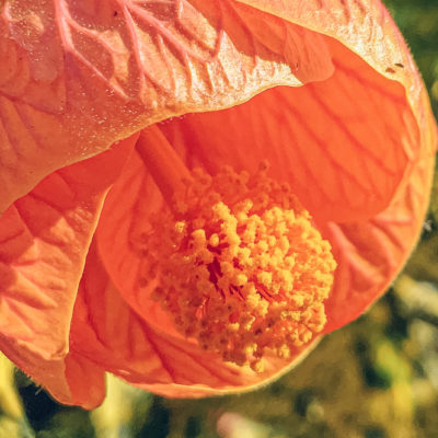 Lo sviluppatore di Halide “scopre” una funzionalità macro nascosta nell’iPad Pro 2021